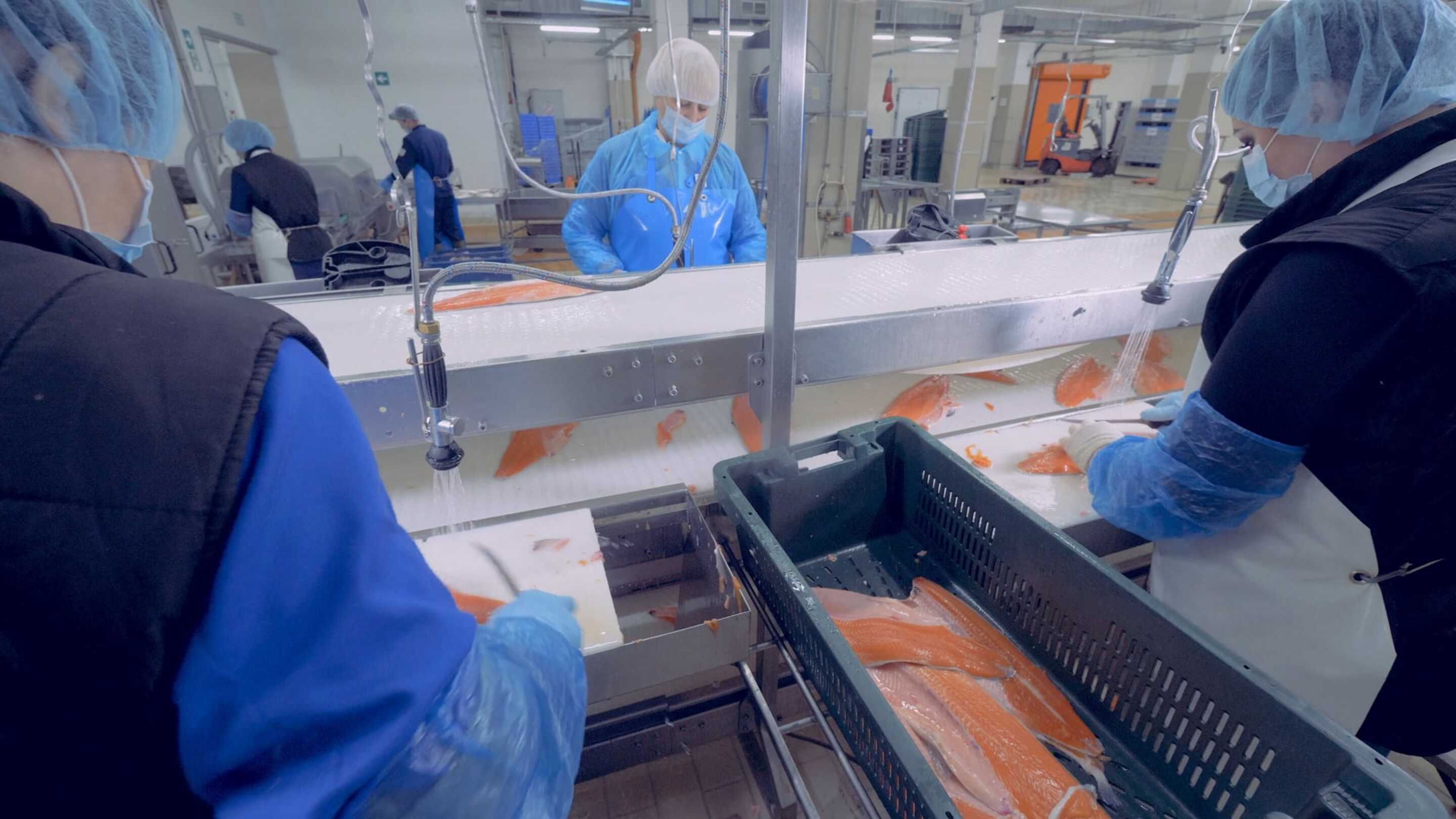 Écran tactile Traitement des fruits de mer un groupe de personnes en uniforme bleu travaillant dans une usine de transformation du poisson